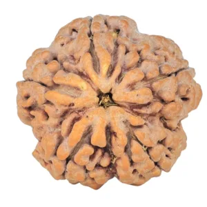 5 Mukhi Rudraksha 29.6mm 8.8gm