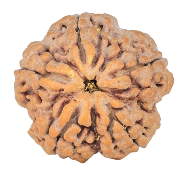 5 Mukhi Rudraksha 29.6mm 8.8gm - Rudraksha