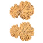 11 Mukhi Garbhgauri 28.2mm 4gm - Rudraksha