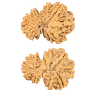 11 Mukhi Garbhgauri 28.2mm 4gm - Rudraksha