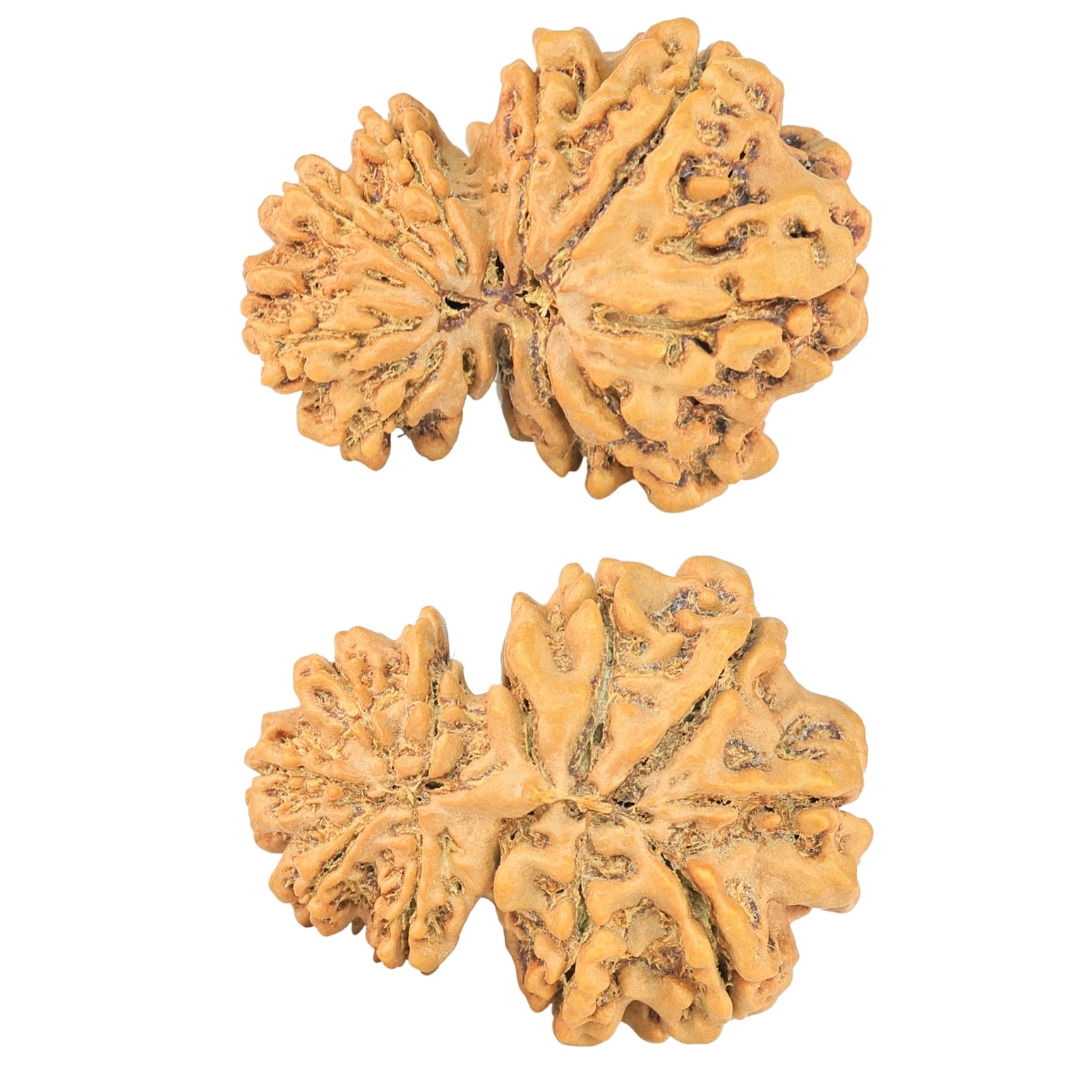 11 Mukhi Garbhgauri 28.2mm 4gm - Rudraksha