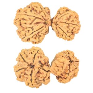 11 Mukhi Mini Trijuti 37.3mm 6.4gm - Rudraksha
