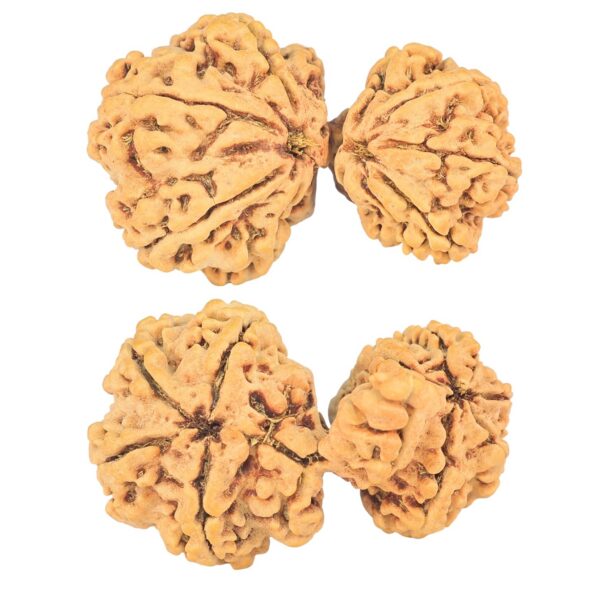 11 Mukhi Mini Trijuti 37.3mm 6.4gm - Rudraksha