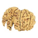 5 + 1 MK Double Sawar 27.2mm 1.89gm - Rudraksha