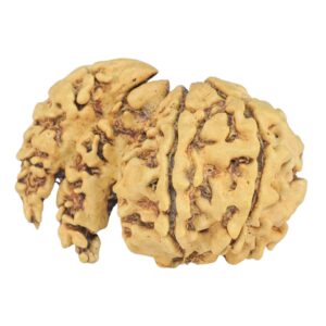 5 + 1 MK Double Sawar 27.2mm 1.89gm - Rudraksha