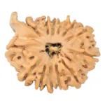 13 Mukhi Ganesh 25.7mm 3.89gm - Rudraksha