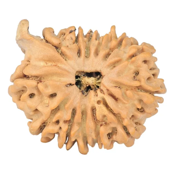 13 Mukhi Ganesh 25.7mm 3.89gm - Rudraksha