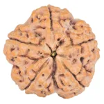 5 Mukhi Rudraksha 30mm 9.12gm - Rudraksha