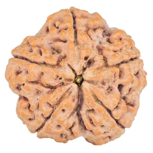 5 Mukhi Rudraksha 30mm 9.12gm