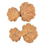 13 Mukhi Mini Trijuti 30.9mm 5.15gm - Rudraksha