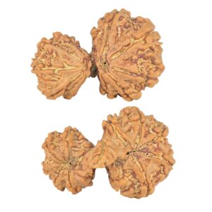 13 Mukhi Mini Trijuti 30.9mm 5.15gm - Rudraksha