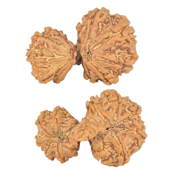 13 Mukhi Mini Trijuti 30.9mm 5.15gm - Rudraksha