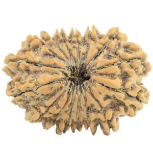 16 Mukhi Rudraksha 29.6mm 5gm - Rudraksha