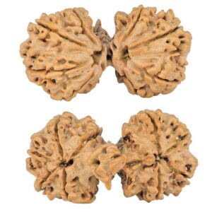 9 Mukhi Mini Trijuti 39.6mm 7.85gm - Rudraksha