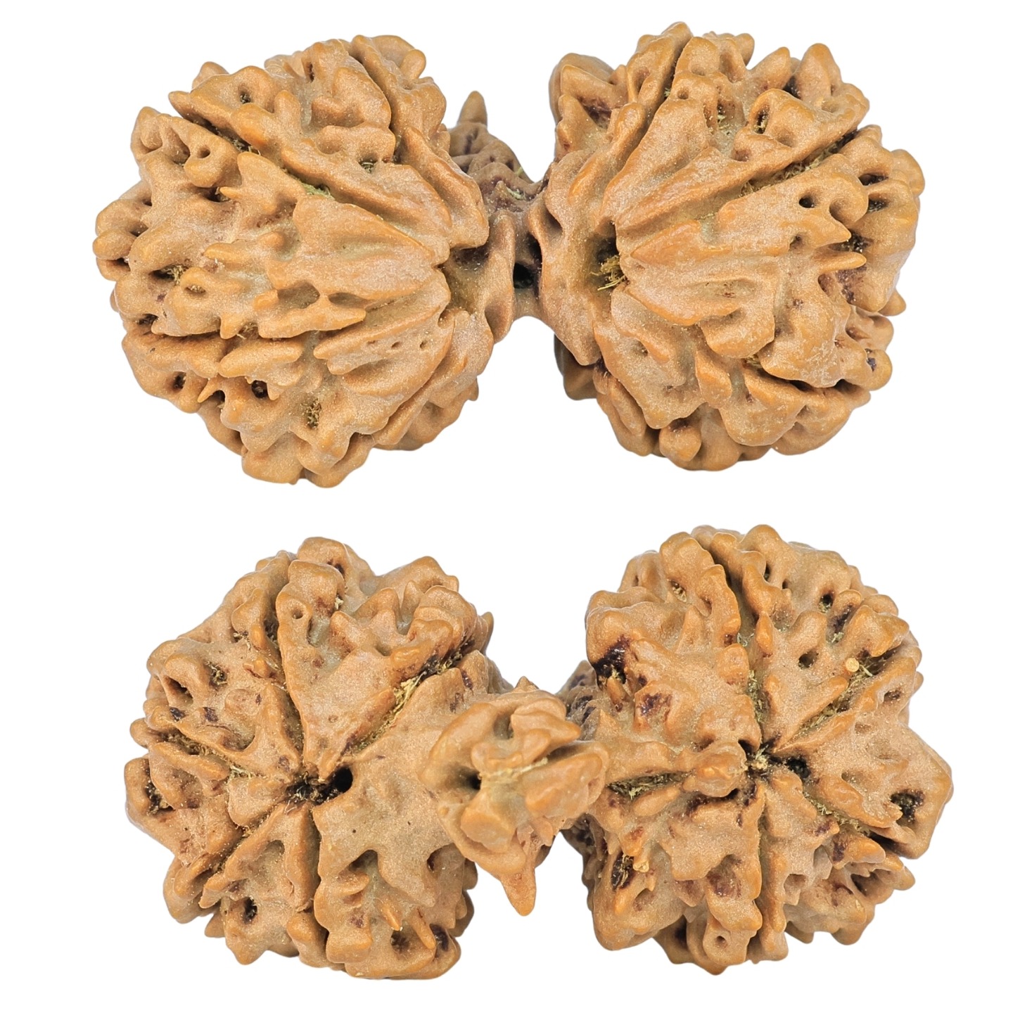 9 Mukhi Mini Trijuti 39.6mm 7.85gm - Rudraksha