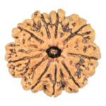 9 Mukhi Rudraksha 24.2mm 2.86gm - Rudraksha