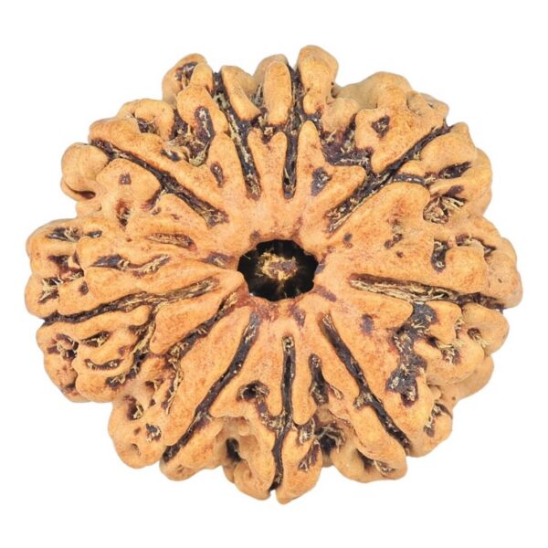 9 Mukhi Rudraksha 24.2mm 2.86gm - Rudraksha