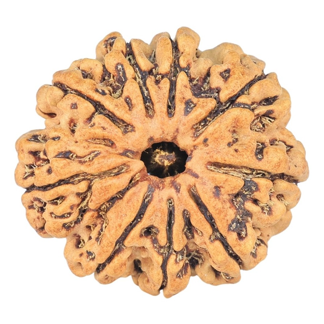 9 Mukhi Rudraksha 24.2mm 2.86gm - Rudraksha