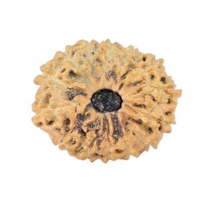 14 Mukhi Rudraksha 22.6mm 2.13gm - Rudraksha