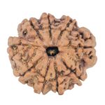 9 Mukhi Rudraksha 23.3mm 4gm - Rudraksha