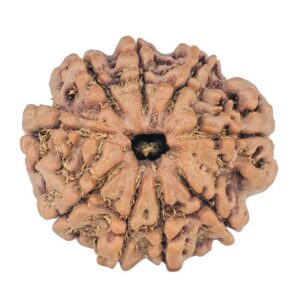 9 Mukhi Rudraksha 23.3mm 4gm - Rudraksha