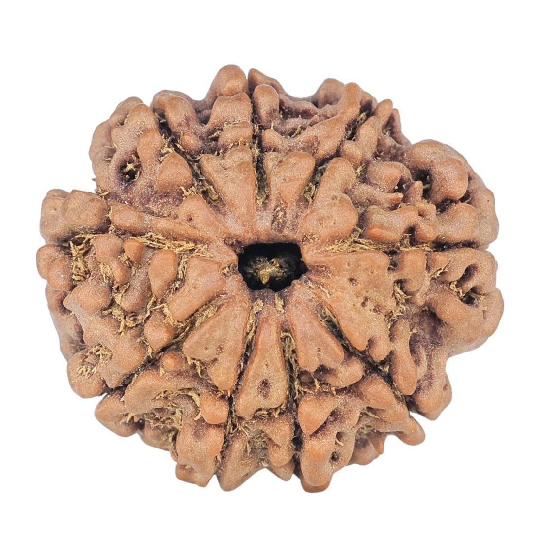 9 Mukhi Rudraksha 23.3mm 4gm - Rudraksha