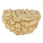1 Mukhi Rudraksha 39.1mm 6.48gm - Rudraksha