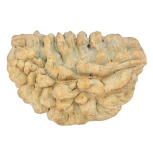 1 Mukhi Rudraksha 39.1mm 6.48gm - Rudraksha