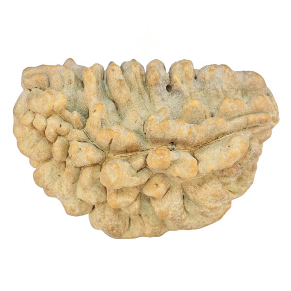 1 Mukhi Rudraksha 39.1mm 6.48gm - Rudraksha