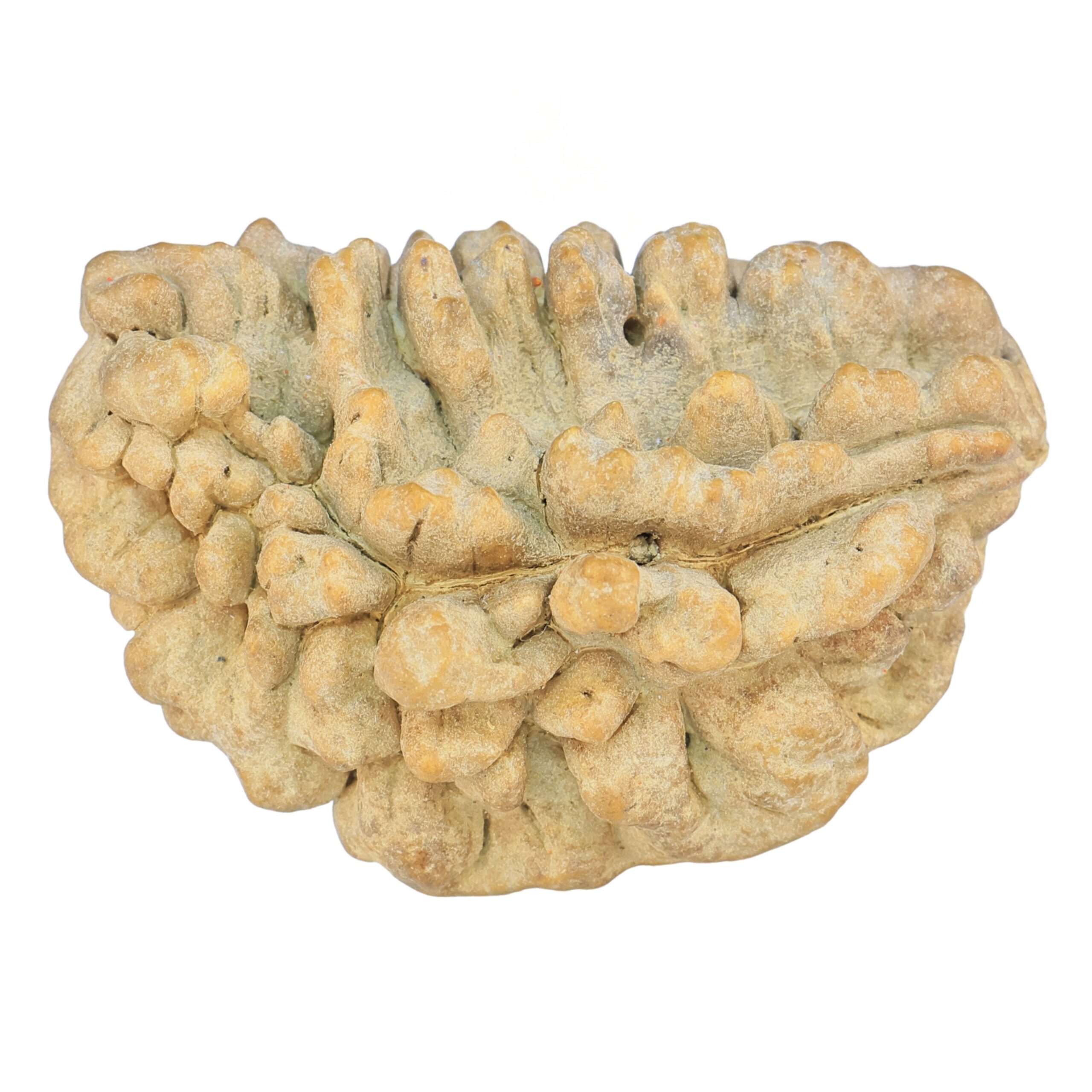 1 Mukhi Rudraksha 39.1mm 6.48gm - Rudraksha