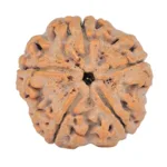5 Mukhi Rudraksha 29mm 8.09gm - Rudraksha