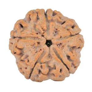5 Mukhi Rudraksha 29mm 8.09gm - Rudraksha