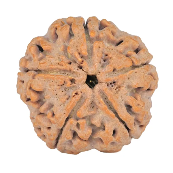 5 Mukhi Rudraksha 29mm 8.09gm - Rudraksha
