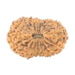 18 Mukhi Rudraksha 24mm 2.26gm - Rudraksha