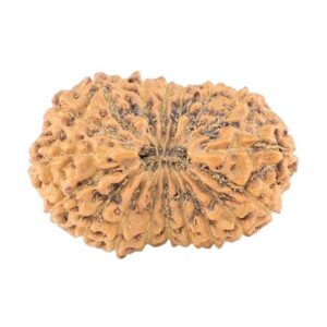 18 Mukhi Rudraksha 24mm 2.26gm - Rudraksha
