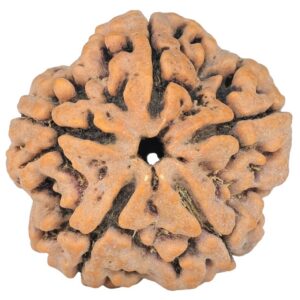5 Mukhi Rudraksha 29.7mm 7.89gm - Origin: Nepal - Rudraksha