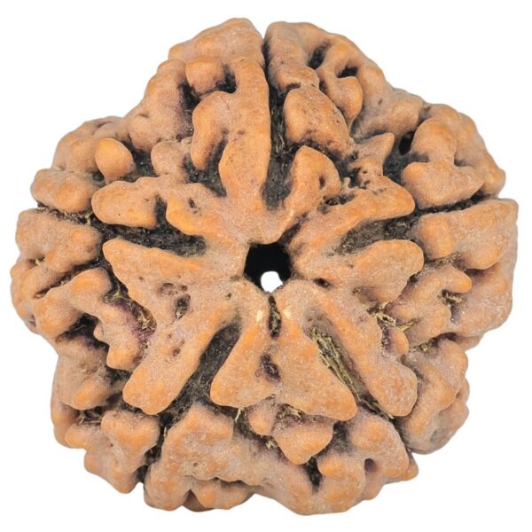 5 Mukhi Rudraksha 29.7mm 7.89gm - Origin: Nepal - Rudraksha