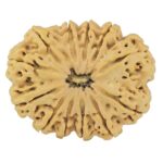 13 Mukhi Rudraksha 36.1mm 9.13gm - Rudraksha