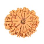 11 Mukhi Rudraksha 26.9mm 4.6gm - Rudraksha
