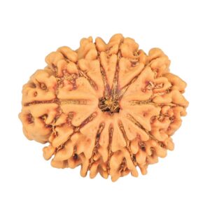 11 Mukhi Rudraksha 26.9mm 4.6gm - Rudraksha