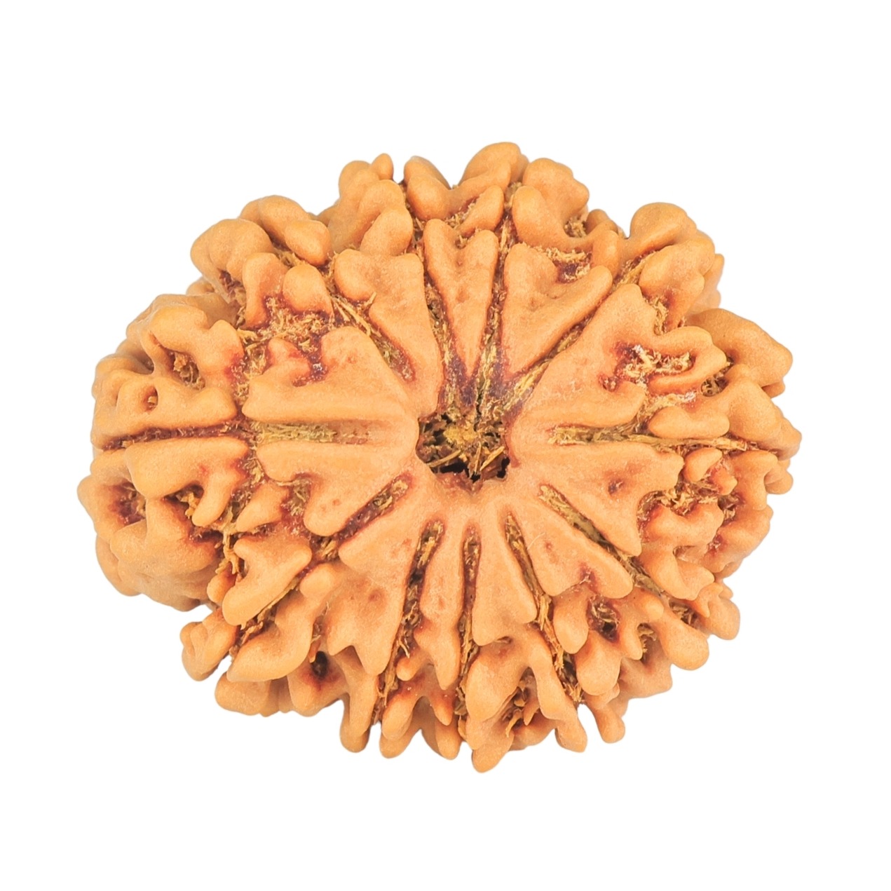 11 Mukhi Rudraksha 26.9mm 4.6gm - Rudraksha