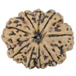 9 Mukhi Rudraksha 31.9mm 5.82gm - Rudraksha
