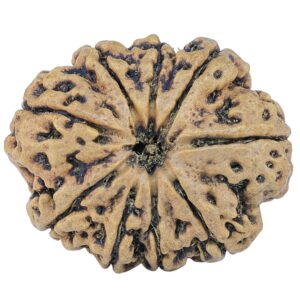 9 Mukhi Rudraksha 31.9mm 5.82gm