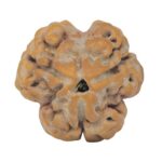 3 Mukhi Rudraksha 23mm 3.25gm - Rudraksha