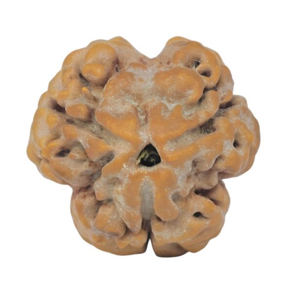 3 Mukhi Rudraksha 23mm 3.25gm - Rudraksha