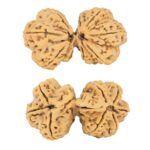 9 Mukhi Mini Trijuti 42.7mm 9.93gm - Rudraksha