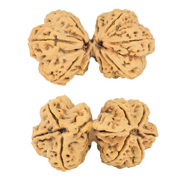 9 Mukhi Mini Trijuti 42.7mm 9.93gm - Rudraksha