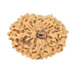 14 Mukhi Rudraksha 17mm 1.12gm - Rudraksha