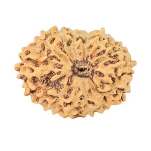14 Mukhi Rudraksha 17mm 1.12gm - Rudraksha