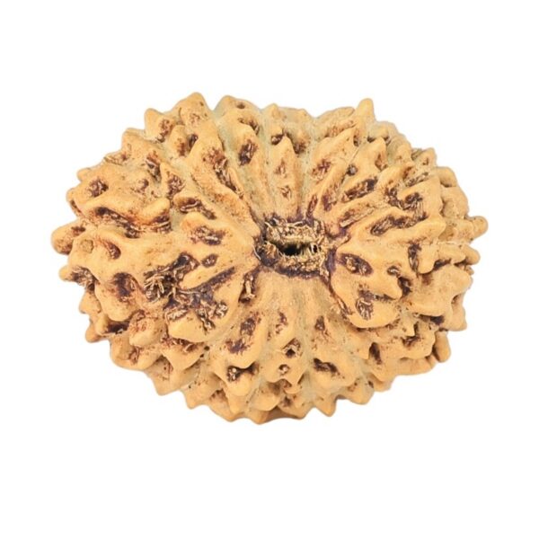 14 Mukhi Rudraksha 17mm 1.12gm - Rudraksha